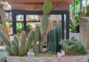 Cactus en casa: belleza, resistencia y estilo natural para tu hogar