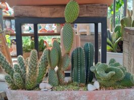 Cactus en casa: belleza, resistencia y estilo natural para tu hogar