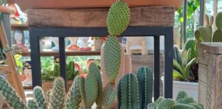 Cactus en casa: belleza, resistencia y estilo natural para tu hogar