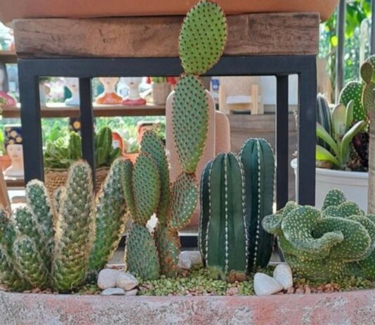 Cactus en casa: belleza, resistencia y estilo natural para tu hogar