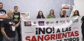 Piden derogar declaratoria de la tauromaquia como patrimonio cultural en Querétaro