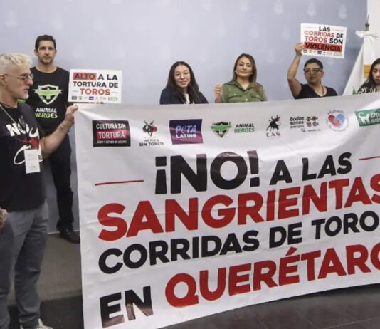 Piden derogar declaratoria de la tauromaquia como patrimonio cultural en Querétaro