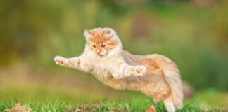 ¿Por qué los gatos siempre caen de pie?