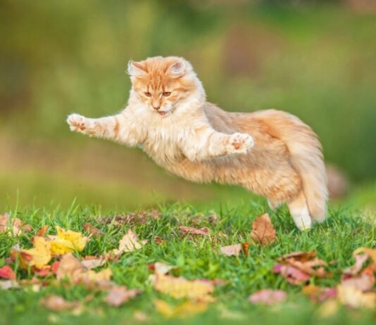 ¿Por qué los gatos siempre caen de pie?