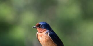 ¿Es verdad que las golondrinas anuncian la lluvia? Lo que dice la ciencia sobre este antiguo saber popular