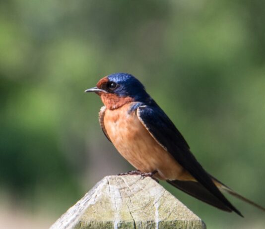 ¿Es verdad que las golondrinas anuncian la lluvia? Lo que dice la ciencia sobre este antiguo saber popular