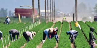 Trump da marcha atrás: suspende redadas migratorias en sectores clave por su impacto económico