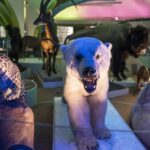 Museo de historia natural