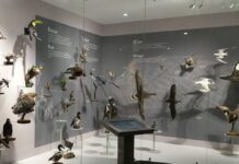 El Museo de las Aves de México: el corazón con alas de Saltillo