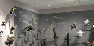 El Museo de las Aves de México: el corazón con alas de Saltillo