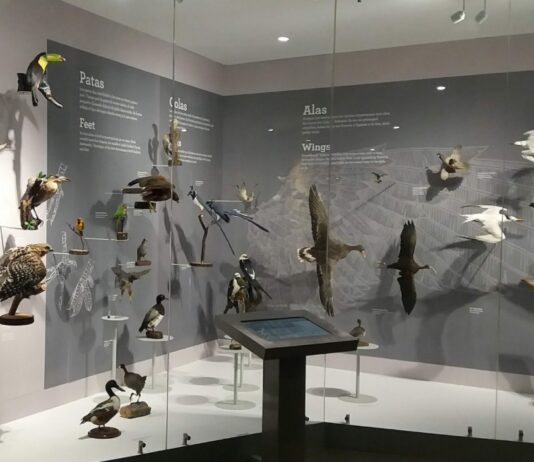El Museo de las Aves de México: el corazón con alas de Saltillo
