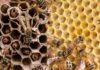Las abejas y las avispas, expertas arquitectas desde hace millones de años