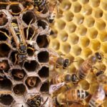 Pañal de avispas y de abejas