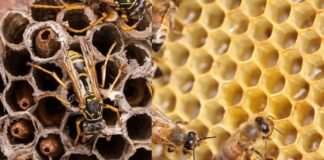 Las abejas y las avispas, expertas arquitectas desde hace millones de años