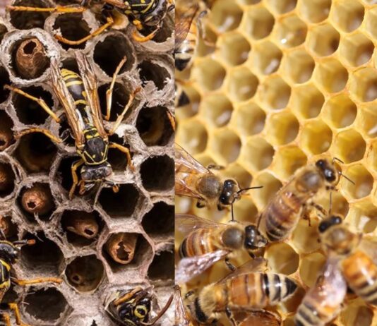 Las abejas y las avispas, expertas arquitectas desde hace millones de años
