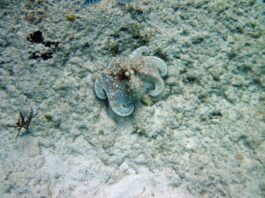 El misterio del camuflaje del pulpo: ¿Cómo imita colores si no puede verlos?