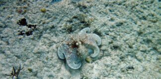 El misterio del camuflaje del pulpo: ¿Cómo imita colores si no puede verlos?