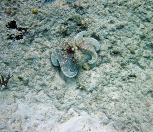 El misterio del camuflaje del pulpo: ¿Cómo imita colores si no puede verlos?