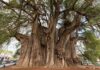 ¿Sabías que el Árbol del Tule es un solo árbol?