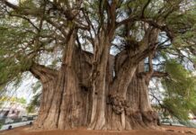 ¿Sabías que el Árbol del Tule es un solo árbol?