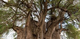 ¿Sabías que el Árbol del Tule es un solo árbol?