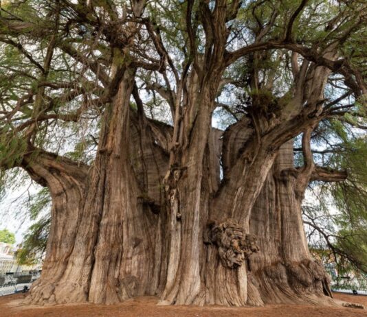 ¿Sabías que el Árbol del Tule es un solo árbol?