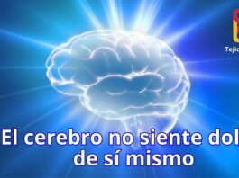 El cerebro que no siente dolor