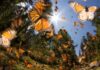 La mariposa monarca y el turismo responsable en Michoacán