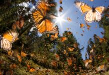 La mariposa monarca y el turismo responsable en Michoacán