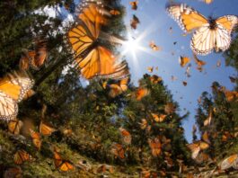 La mariposa monarca y el turismo responsable en Michoacán