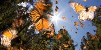 La mariposa monarca y el turismo responsable en Michoacán