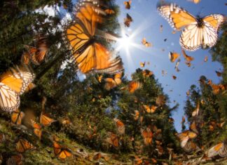 La mariposa monarca y el turismo responsable en Michoacán