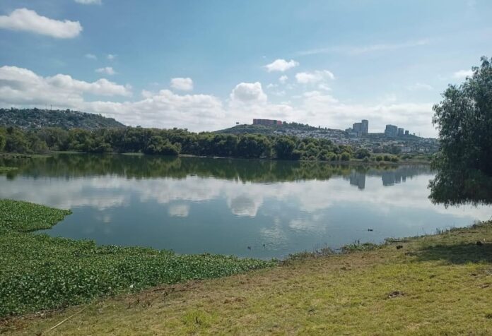 Panorámica del Bordo Benito Juárez en Querétaro, con agua parcialmente cubierta por lirio acuático y vegetación alrededor, bajo un cielo despejado.