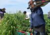Sheinbaum anuncia apoyos para jornaleros de San Quintín y reconoce largas jornadas de trabajo Trabajadores agrícolas recolectan fresas en un campo de cultivo en San Quintín, Baja California. En primer plano, una jornalera transporta cajas de producto recién cosechado mientras otros trabajadores laboran entre los surcos.