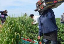 Sheinbaum anuncia apoyos para jornaleros de San Quintín y reconoce largas jornadas de trabajo Trabajadores agrícolas recolectan fresas en un campo de cultivo en San Quintín, Baja California. En primer plano, una jornalera transporta cajas de producto recién cosechado mientras otros trabajadores laboran entre los surcos.