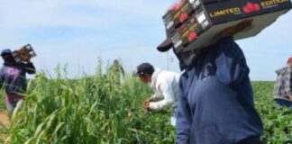 Sheinbaum anuncia apoyos para jornaleros de San Quintín y reconoce largas jornadas de trabajo Trabajadores agrícolas recolectan fresas en un campo de cultivo en San Quintín, Baja California. En primer plano, una jornalera transporta cajas de producto recién cosechado mientras otros trabajadores laboran entre los surcos.