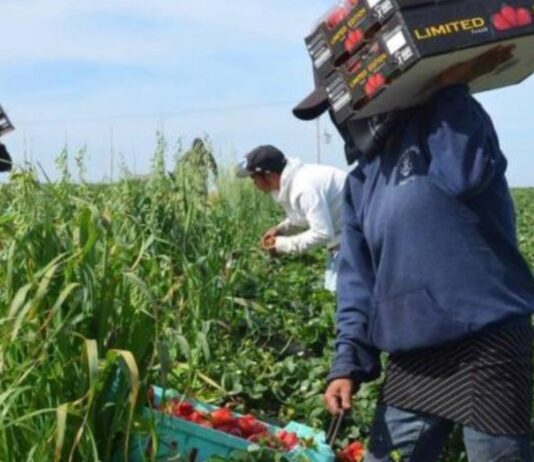 Sheinbaum anuncia apoyos para jornaleros de San Quintín y reconoce largas jornadas de trabajo Trabajadores agrícolas recolectan fresas en un campo de cultivo en San Quintín, Baja California. En primer plano, una jornalera transporta cajas de producto recién cosechado mientras otros trabajadores laboran entre los surcos.