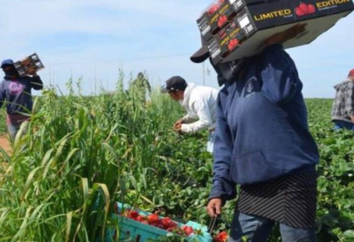 Jornaleros de San Quintín Trabajadores agrícolas recolectan fresas en un campo de cultivo en San Quintín, Baja California. En primer plano, una jornalera transporta cajas de producto recién cosechado mientras otros trabajadores laboran entre los surcos.